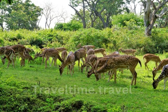 bandipur
